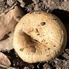 Agaricus augustus?bitorquis?